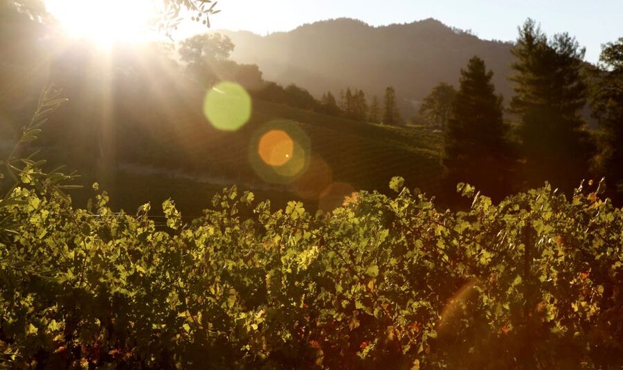Afternoon: Tour Soap, Olive Oil, Wine Stories of Peza Valley - Stylianou Winery and Cretan grape varieties
