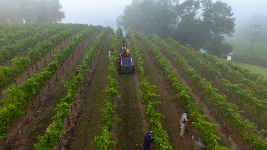 Afternoon: Tour Soap, Olive Oil, Wine Stories of Peza Valley - Who will get the most from this Peza Valley outing