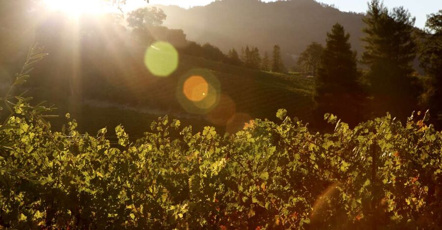 Afternoon: Tour Soap, Olive Oil, Wine Stories of Peza Valley - Price, flexibility, and the final decision