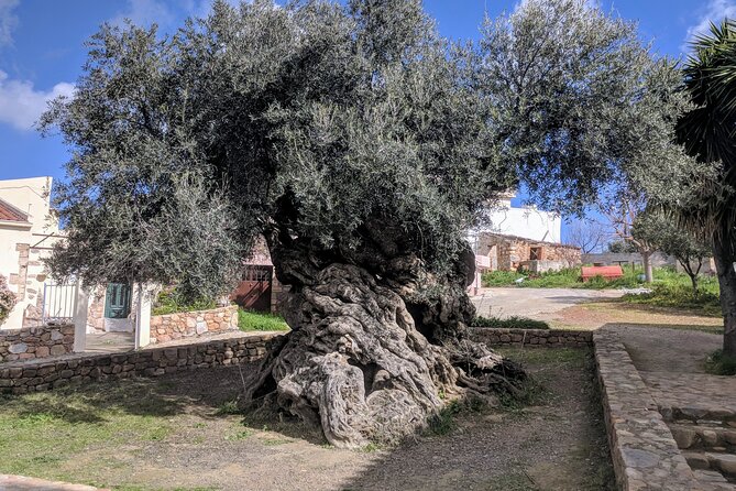 Afternoon Tour: Soap, Olive Oil & Wine Stories of Peza Village - Key points at a glance