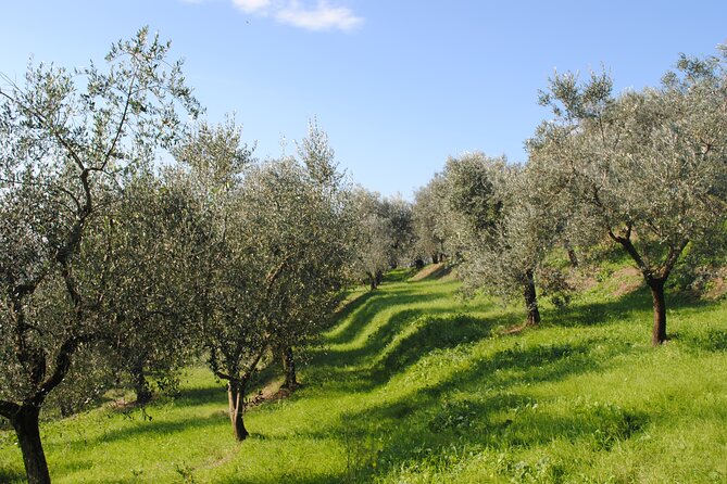 Afternoon Tour: Soap, Olive Oil & Wine Stories of Peza Village - Who will enjoy this Peza experience?