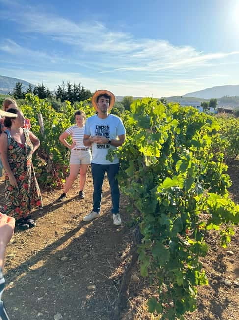 Alcamo: Natural Wine & Olive Oil Tasting - Sicily - Price, timing, and what to bring