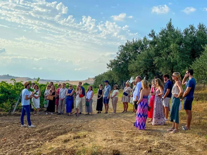 Alcamo: Natural Wine & Olive Oil Tasting - Sicily - The apiary adds a different kind of farm lesson