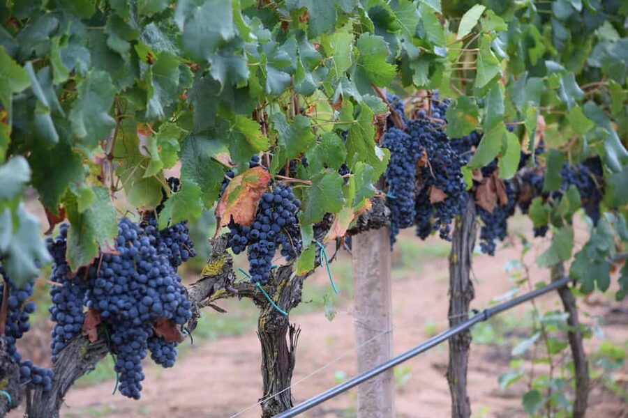 Alghero: Sunset Wine and Olive Oil Tour in Boutique Winery - Is $82 good value?