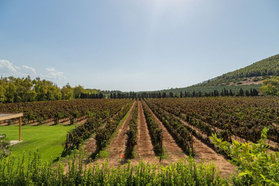 Alghero: Wine and Olive Oil Tasting at a Local Farm - Who will enjoy this most