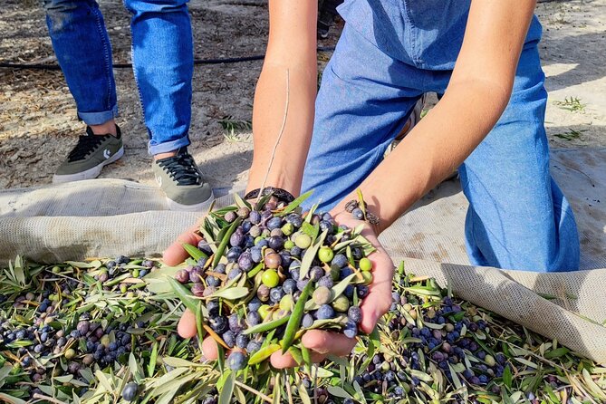 Alicante Olive Oil Tour - Key points at a glance