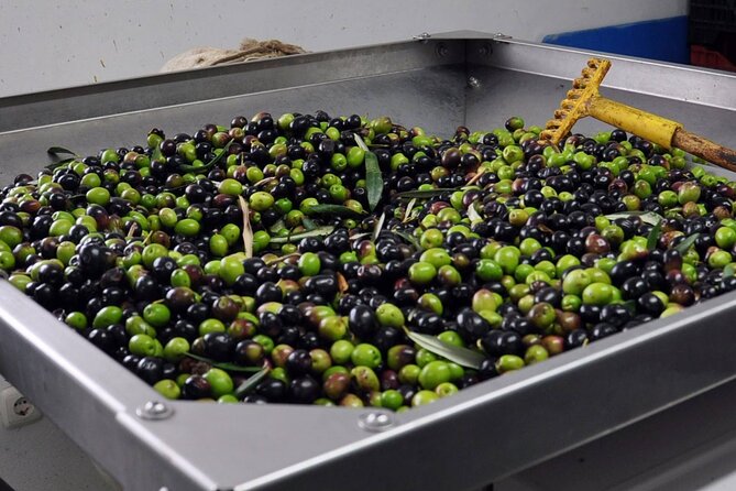 Alicante Olive Oil Tour - A picnic under the trees with a mountain view