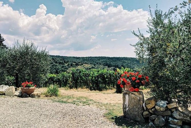 Amazing Lunch in organic Farm with Balsamic Vinegar Olive Oil truffle and Wine tasting Experience in Tuscany - Tenuta Casanova and its organic farm setting