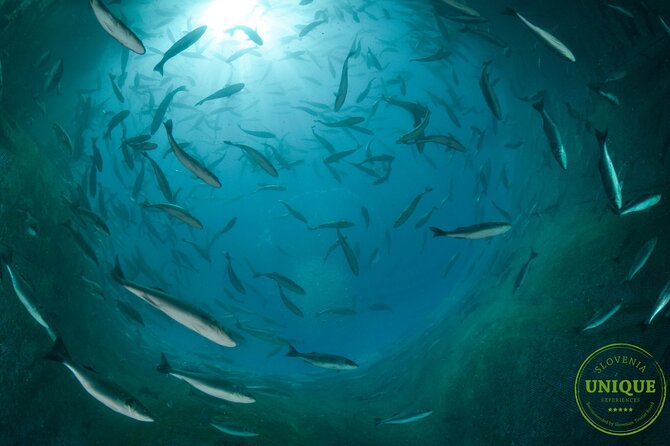 An Unforgettable Day With Fish, Wine and Olive Oil Tasting - Portorož departure and timing
