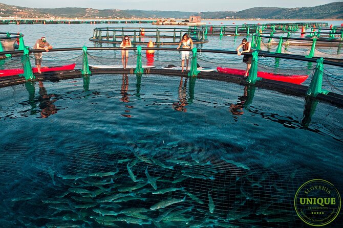 An Unforgettable Day With Fish, Wine and Olive Oil Tasting - Group size, language, and comfort