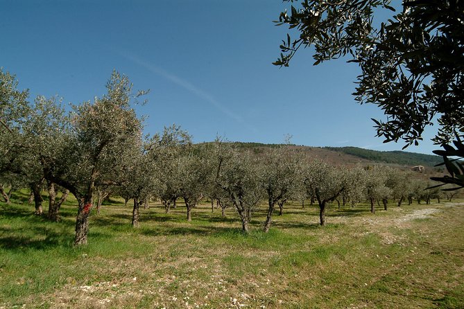 Apprentice Olive Oil taster for a day! - Maria and the family-run atmosphere