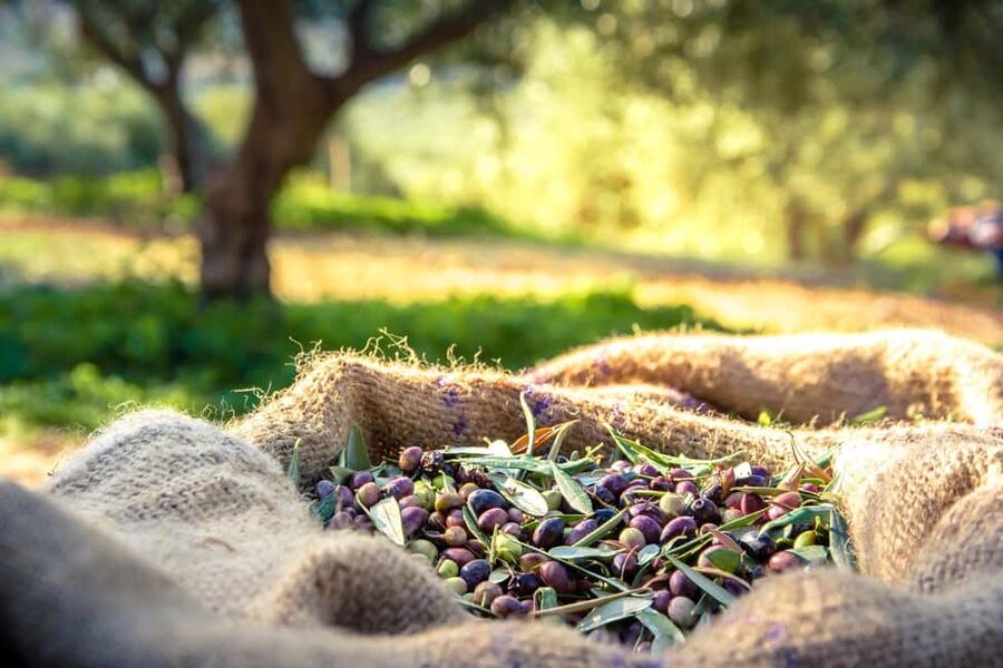 Argostoli & Beyond: Culture, Villages, Olive Oil & Honey - St. Gerasimos, Kefalonia’s spiritual center