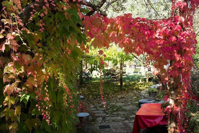 Assisi, Deruta & organic gourmet lunch at the olive oil farmhouse from SIENA - Private transport from Siena