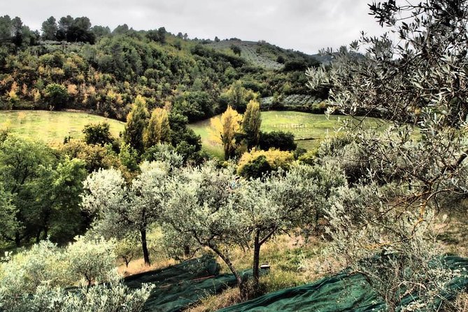 Assisi, Deruta & organic gourmet lunch at the olive oil farmhouse from SIENA - Who will enjoy this day most