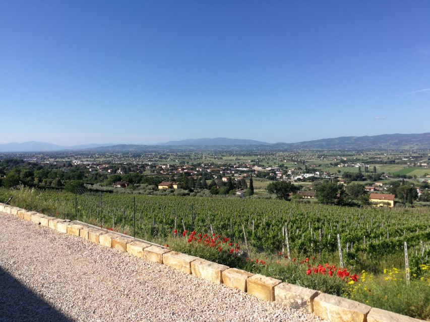 Assisi: Organic Balsamic Vinegar, Olive Oil & Wine Tour - Walking among old vineyards and olive trees