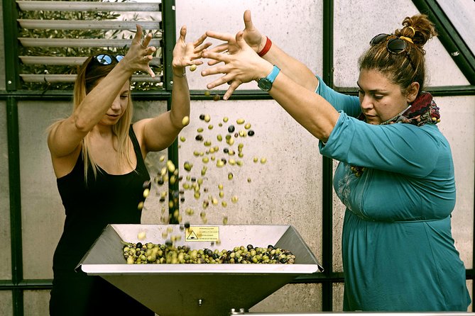 ATHENS OLIVE ESTATE - Olive Oil Workshop with Farm-to-Fork Lunch - Why private transport changes the day