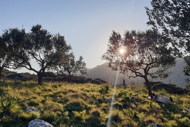Authentic Olive Oil and Cultural Experience in Crete - From Kritsa’s Olive Trees to the Dinner Table