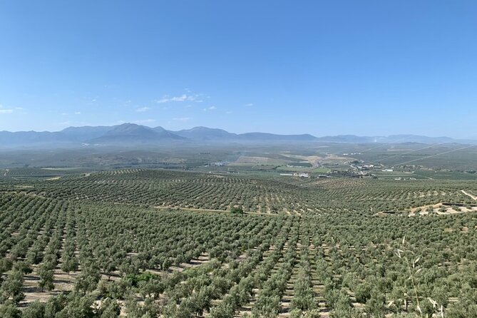 Authentic Olive Oil Tasting in Cordoba, Spain - The olive beer is the conversation piece