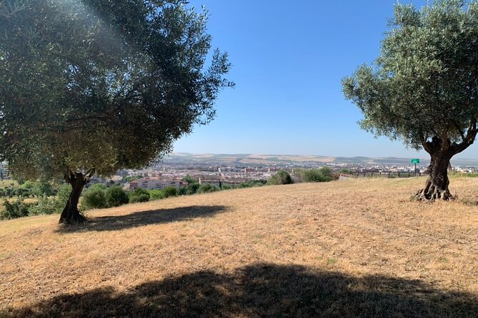 Authentic Olive Oil Tasting in Cordoba, Spain - Meeting Lucio at noon in central Cordoba