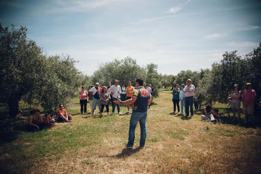 Baeza: Visit to an Organic Olive Grove + Oil Tasting - From olive cycle to liquid gold