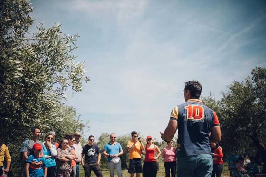Baeza: Visit to an Organic Olive Grove + Oil Tasting - Time, access, and what to wear