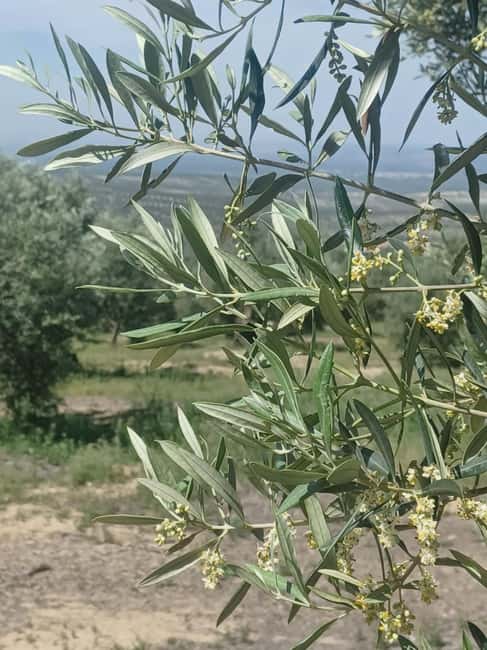 Baeza: Visit to an Organic Olive Grove + Oil Tasting - Should you book the Baeza olive grove experience?
