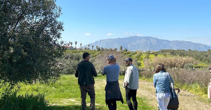 Balestrate: Olive Grove Tour with Wines & Olive Oil Tasting - A countryside welcome near Balestrate