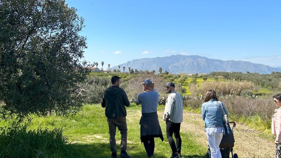 Balestrate: Olive Grove Tour with Wines & Olive Oil Tasting - Wine, limoncello, and Sicilian food at the family table