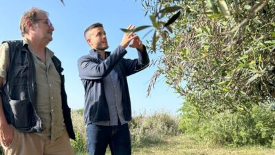 Olive Grove Tour with Wines & Olive Oil Tasting