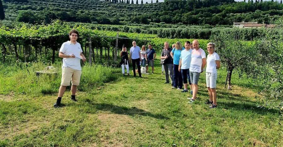 Bardolino: Vineyard Tour with Wine, Olive Oil & Food Tasting - The vineyard walk and what you learn
