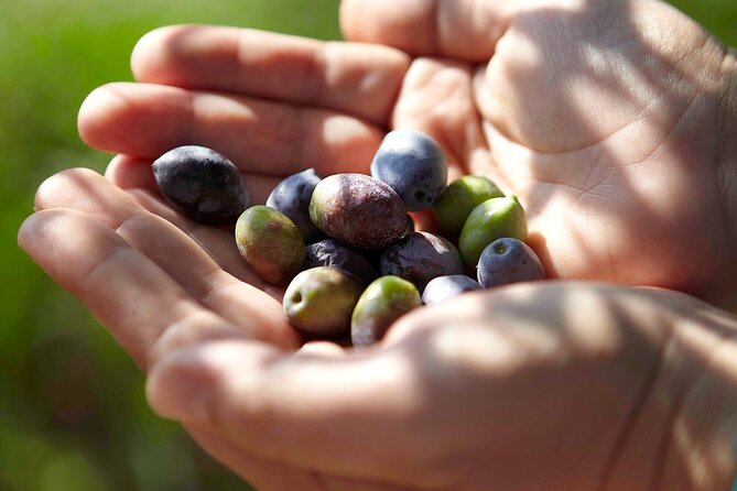 Bio Farm Private Olive Oil Tasting, Farm to Fork Meal & Temple of Poseidon Tour - Who will get the most from this outing?