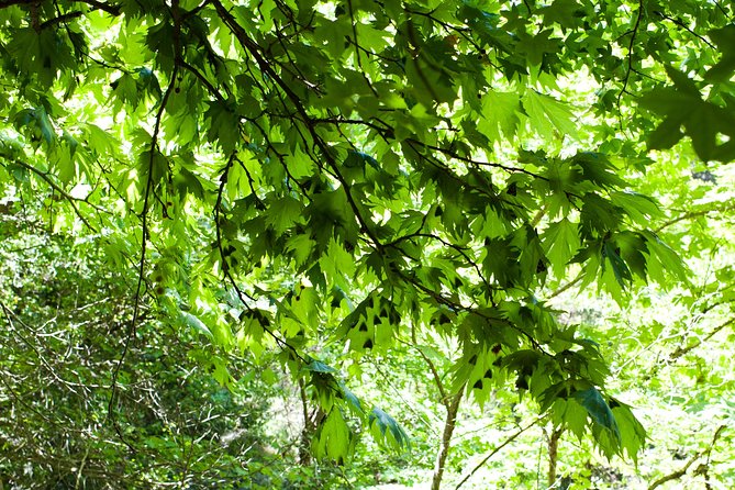 Butterfly Valley & Wine, Olive Oil, Honey Tasting Tour (Small Group) - Walking through Butterfly Valley