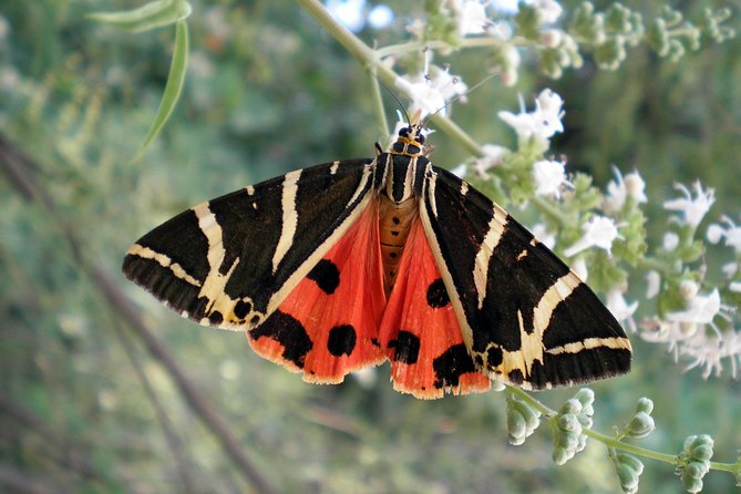 Butterfly Valley & Wine, Olive Oil, Honey Tasting Tour (Small Group) - Tasting olive oil from ancient trees