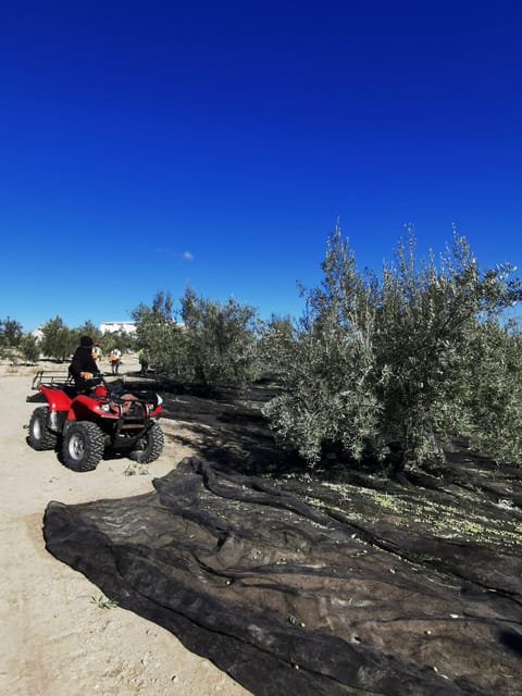 Cazorla: Oleotour - Olive Oil Culture Initiation - Olive trees, harvest displays, and the botanical garden