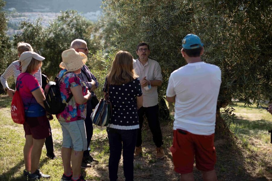 Cazorla: Olive grove and mill tour - Key points at a glance