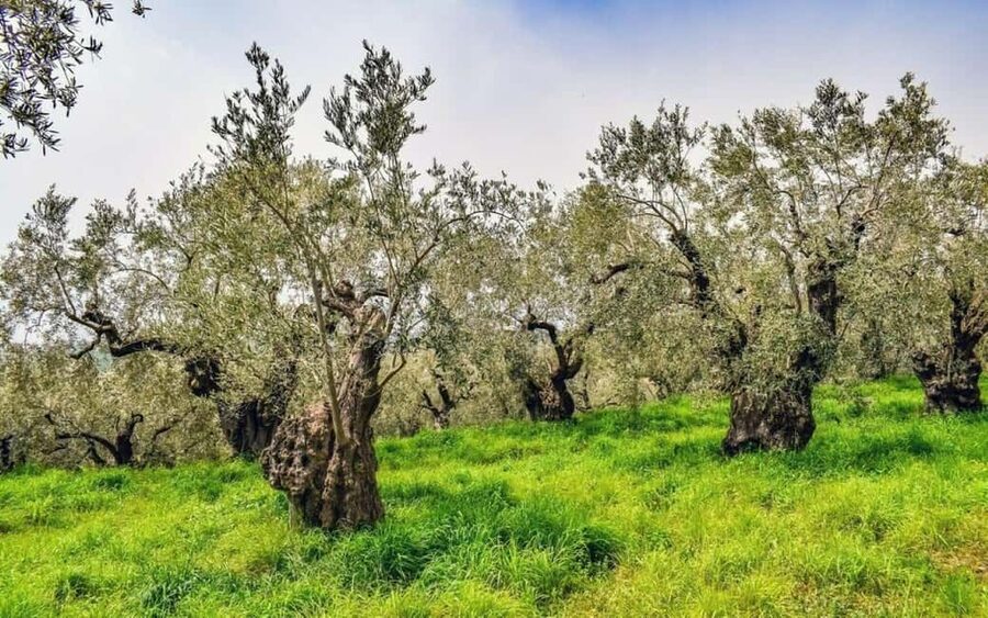 Chania: Authentic Crete Villages Tour & Olive Oil Tasting - What the private driver adds