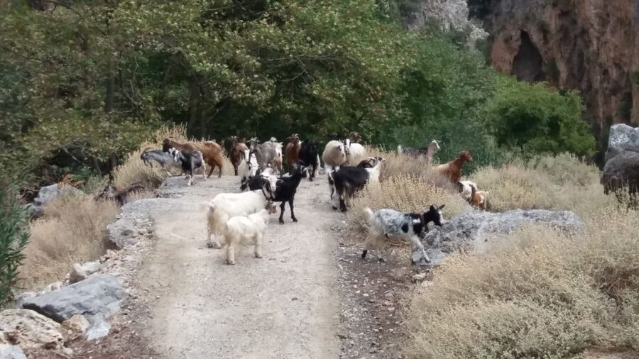 Chania: Milia Mountain Tour w/Lunch Olive Oil/Wine Tastings - The return through Topolia Gorge