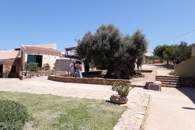 Chania Old Town - Millennial Olive Tree - Olive Oil Mill - Who will enjoy this Chania olive oil tour most