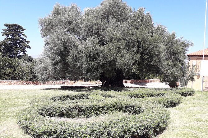 Chania Old Town - Millennial Olive Tree - Olive Oil Mill - What to bring and what to budget for