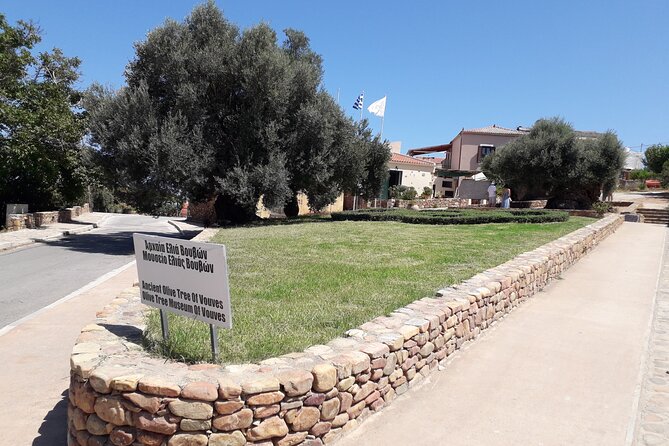 Chania Old Town - Millennial Olive Tree - Olive Oil Mill - Is this private tour worth booking?