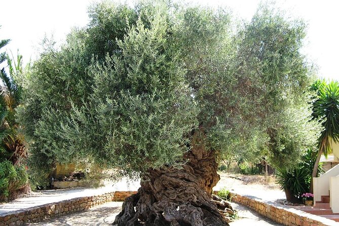 Chania Old Town - Millennial Olive Tree - Olive Oil Mill - The road to Vouves and Crete’s ancient olive culture
