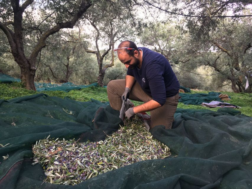 Chania Private Olive Oil Tour: Oil Tasting & Villages Tour - Why this olive tour feels different from a standard tasting