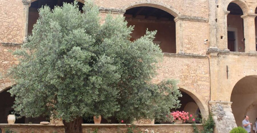 Chania Private Olive Oil Tour: Oil Tasting & Villages Tour - Inside a private olive grove with a working farmer