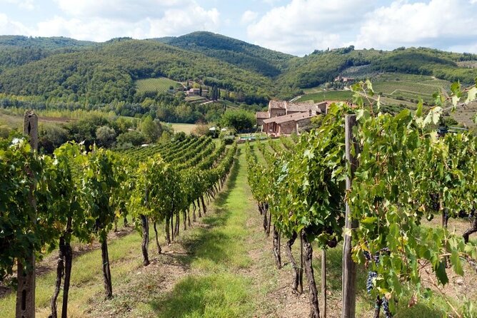 Chianti from Florence:PRIVATE Wine, Olive Oil Tasting in the Tuscan countryside - Why two family wineries matter