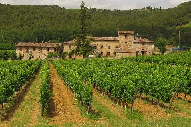 Chianti from Florence:PRIVATE Wine, Olive Oil Tasting in the Tuscan countryside - Timing, comfort, and practical limits