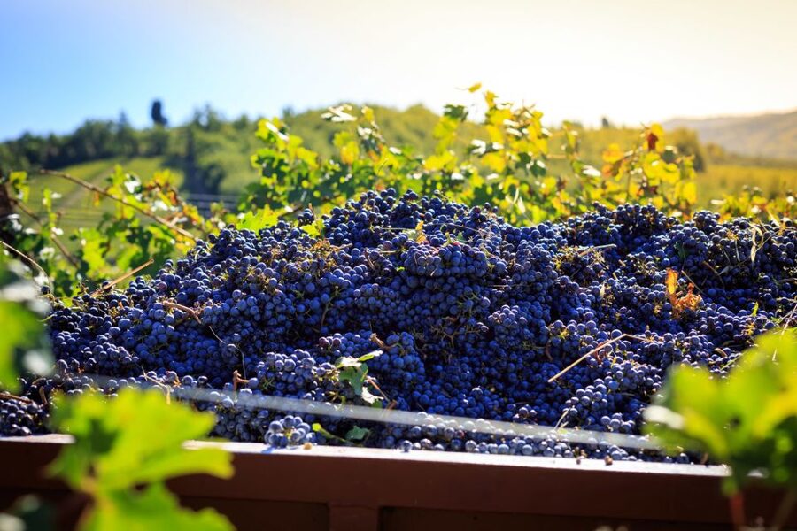 Chianti: Wine and Olive Oil Tasting with Cellar Tour - The small cellar with French oak barrels