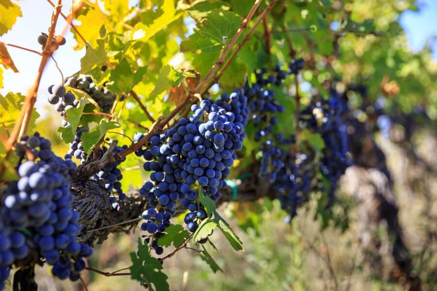 Chianti: Wine and Olive Oil Tasting with Cellar Tour - Smaller barrels and the amber Vinsanto