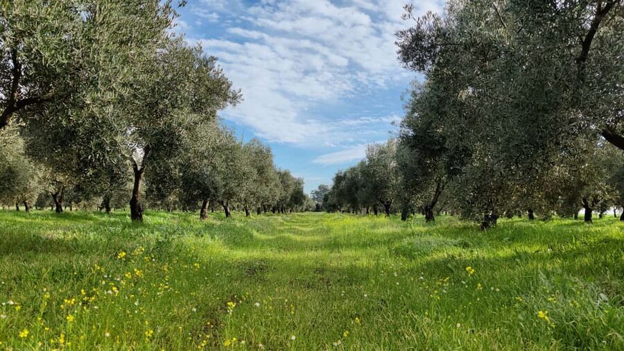 Córdoba: Visit a family organic olive grove with tasting - Who will enjoy this experience most?