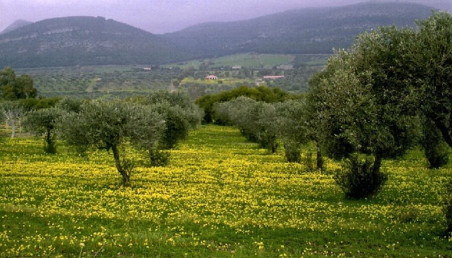 Corfu: Hiking in Olive Groves,Village,Sunset,with Swim Stop - What the guide adds to the price