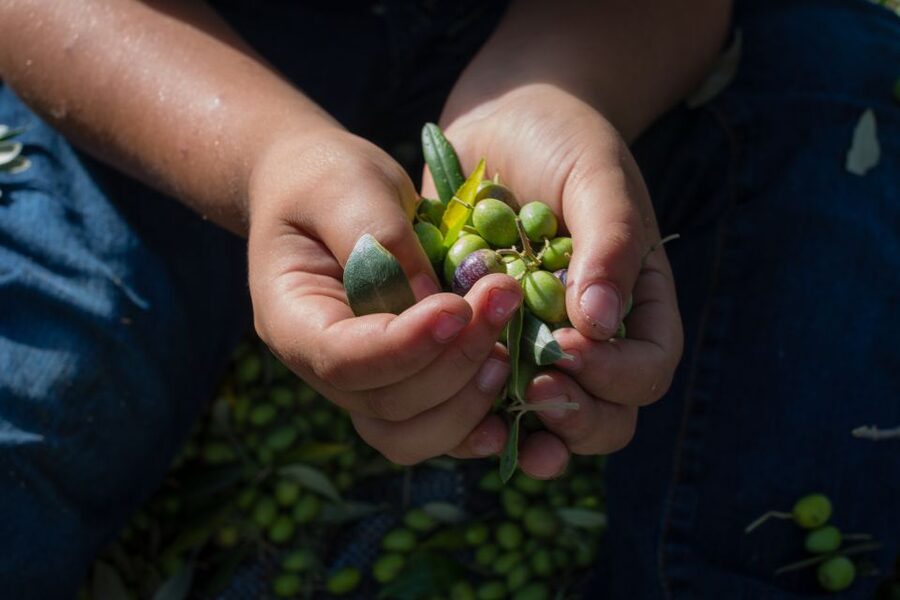 Corfu: Organic Olive Oil Farm Tour with Transfer and Tasting - Key points at a glance